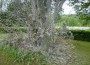 20110525-PM-Gespinstmotte