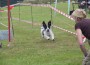 Hunderennen 2009.1