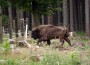 abdia_wisent