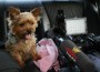 puppi1