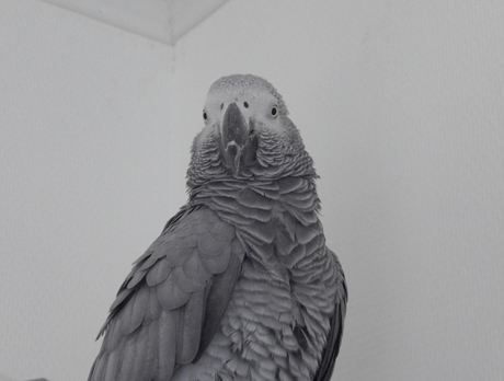 papageiheader