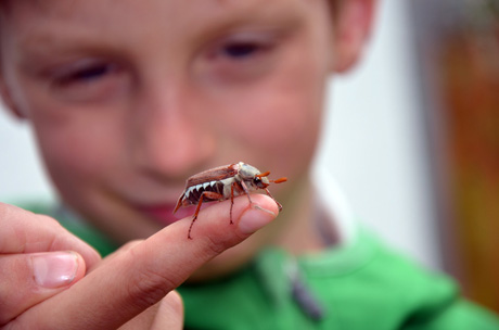 Die ersten Maikäfer sind schon wieder da MaikäferA Die ersten Maikäfer sind schon wieder da