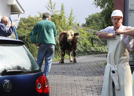 Beim schlachten metzgerinnen Schweine schlachten