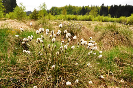 Das Scheidige Wollgras, eine typische Pflanze der heimischen, nährstoffarmen, sauren Moore. Foto: Peter Fasel