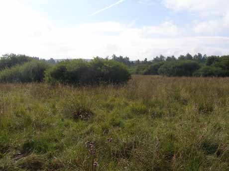 Die zunehmende Verbuschung in Burbacher Naturschutzgebieten, hier das „Buchheller-Quellgebiet“, führt zum Lebensraumverlust seltener Wiesenvögel. Fotos: Kreis