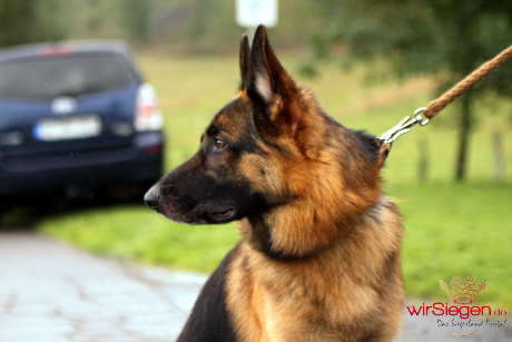 Hundestaffel 026