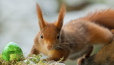 Das Eichhörnchen half dem Osterhausen in diesem Jahr beim Verteilen der bunten Eier. Foto: Siegbert Werner