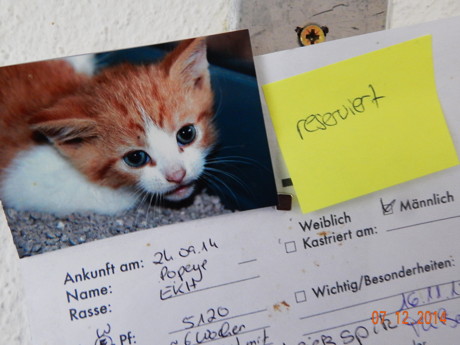 2014-12-07_Siegen_Tierheim_Offener_Sonntag_Foto_Peter_Kampmann_03