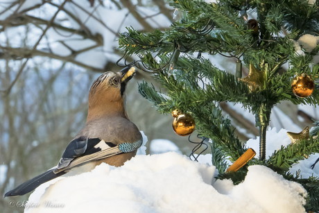2015-01-01_Eichelhähers Weihnachtsbaum _Foto_Siegbert Werner_01
