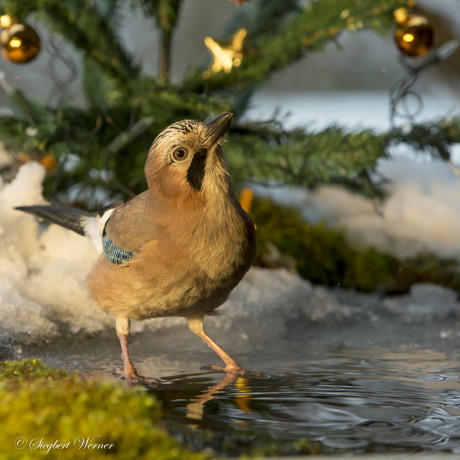 2015-01-01_Eichelhähers Weihnachtsbaum _Foto_Siegbert Werner_02