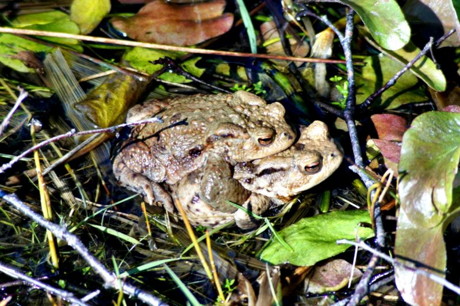 2014_Wilnsdorf_Weiher_Kröten_Frösche_Amphibien_Archiv_Foto_Hercher_01