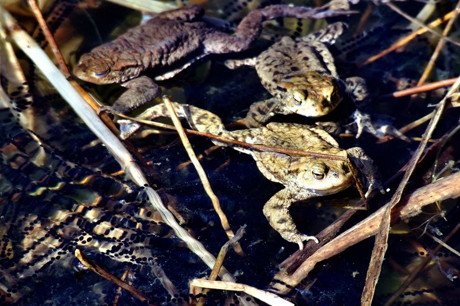 2014_Wilnsdorf_Weiher_Kröten_Frösche_Amphibien_Archiv_Foto_Hercher_02