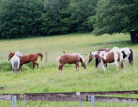 Artenreiches extensives Grünland – die Grundlage für gesunde Pferde. (Foto: U.Siebel)