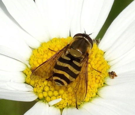 2015-06-18_Schwebfliegen u2nd Bienen_Leserfoto_Gerlinde Beyer_01