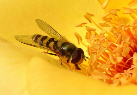 2015-06-18_Schwebfliegen und Bienen_Leserfoto_Gerlinde Beyer_03