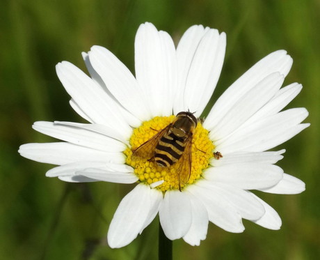 2015-06-18_Schwebfliegen und Bienen_Leserfoto_Gerlinde Beyer_06