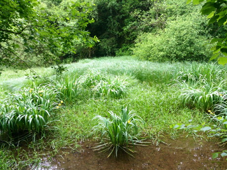 Verlandeter Teich im Wickersbachtal.