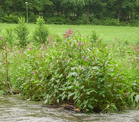 Indisches Springkraut an Ferndorf in Dahlbruch | Foto: Stadt Hilchenbach