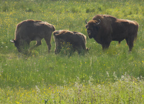 Die Wisentherde hatte anscheinend gemeint, dass die aus dem fast 60 km entfernten Burbach angereiste Wandergruppe schöne Fotos verdient hätte und so grasten die Tiere in unmittelbarer Nähe des Rundweges.