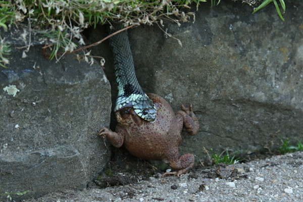 Dramatischer Zweikampf: Über zweieinhalb Stunden versuchte die hungrige Ringelnatter, ihre bereits sicher geglaubte Beute in einen Spalt zu ziehen, um sie dort zu verschlingen. (Foto: Hans-Günter Schäfer)