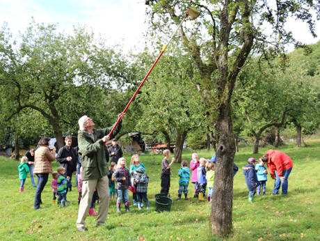 Während die Kinder probieren holt der Apfelkundler Theo Morgenschweis mit dem Obstpflücker weitere Äpfel vom Baum.