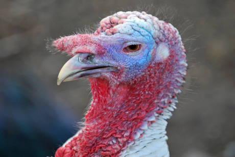 Truthahn_Pute_Archiv_502829_original_R_K_by_Peter Fenge_pixelio.de