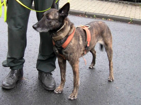 2015-12-18_Siegen_Training_Polizei_Diensthunde_Foto_Hercher_03