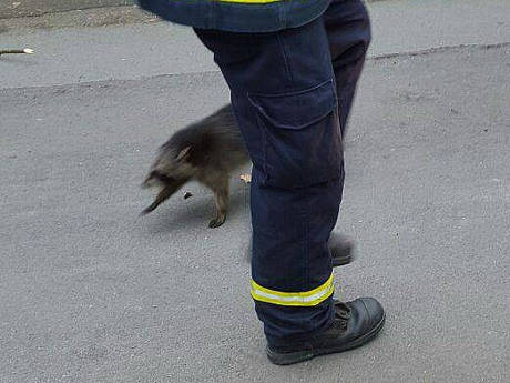 2016-03-20_Bad Laasphe-Sassmannshausen_Waschbären im Kamin Feuerwehr leistet Hilfe_Foto_Feuerwehr_01