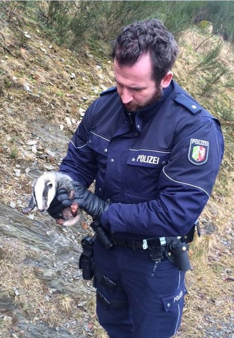 Die Beamten der Polizeiwache in Bad Berleburg retteten ein Dachsbaby, dessen Mutter nach einem Wildunfall verstarb. Fotos (2): Polizei