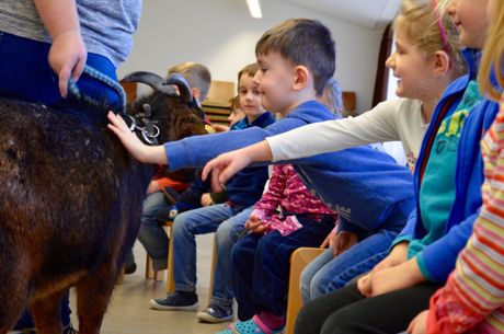 Die Ziege „Poldi“ wurde aufgeregt und mit ein wenig Respekt von den Kindergartenkindern gestreichelt.    