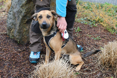 Dank des neuen Chiplesegeräts des Neunkirchener Bauhofs können auch entlaufene Tiere künftig schnell zurückvermittelt werden. (Foto: Gemeinde Neunkirchen)