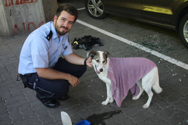 2016-06-24_Siegen_Polizei rettet Hund aus überhitztem Auto_Foto_Polizei_01