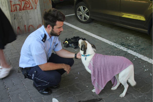 2016-06-24_Siegen_Polizei rettet Hund aus überhitztem Auto_Foto_Polizei_02