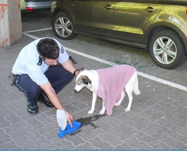 2016-06-24_Siegen_Polizei rettet Hund aus überhitztem Auto_Foto_Polizei_03