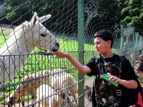 Luchse, Lamas und Greifvögel gab es für die Kinder des städtischen Kinder- und Jugendtreffs Westhang jetzt bei einem Ausflug in den Tierpark in Niederfischbach zu sehen. Foto:Stadt Siegen