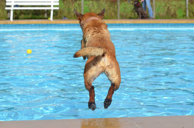 Fellnasen im Wasser (Foto: katrinbellyeu)
